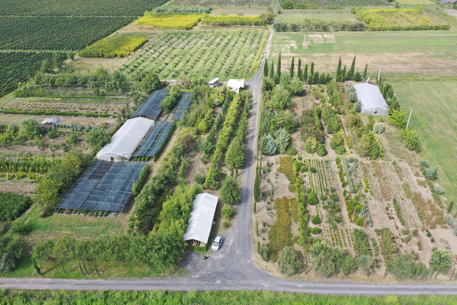 ყვარელი-ლაგოდეხის სანერგე