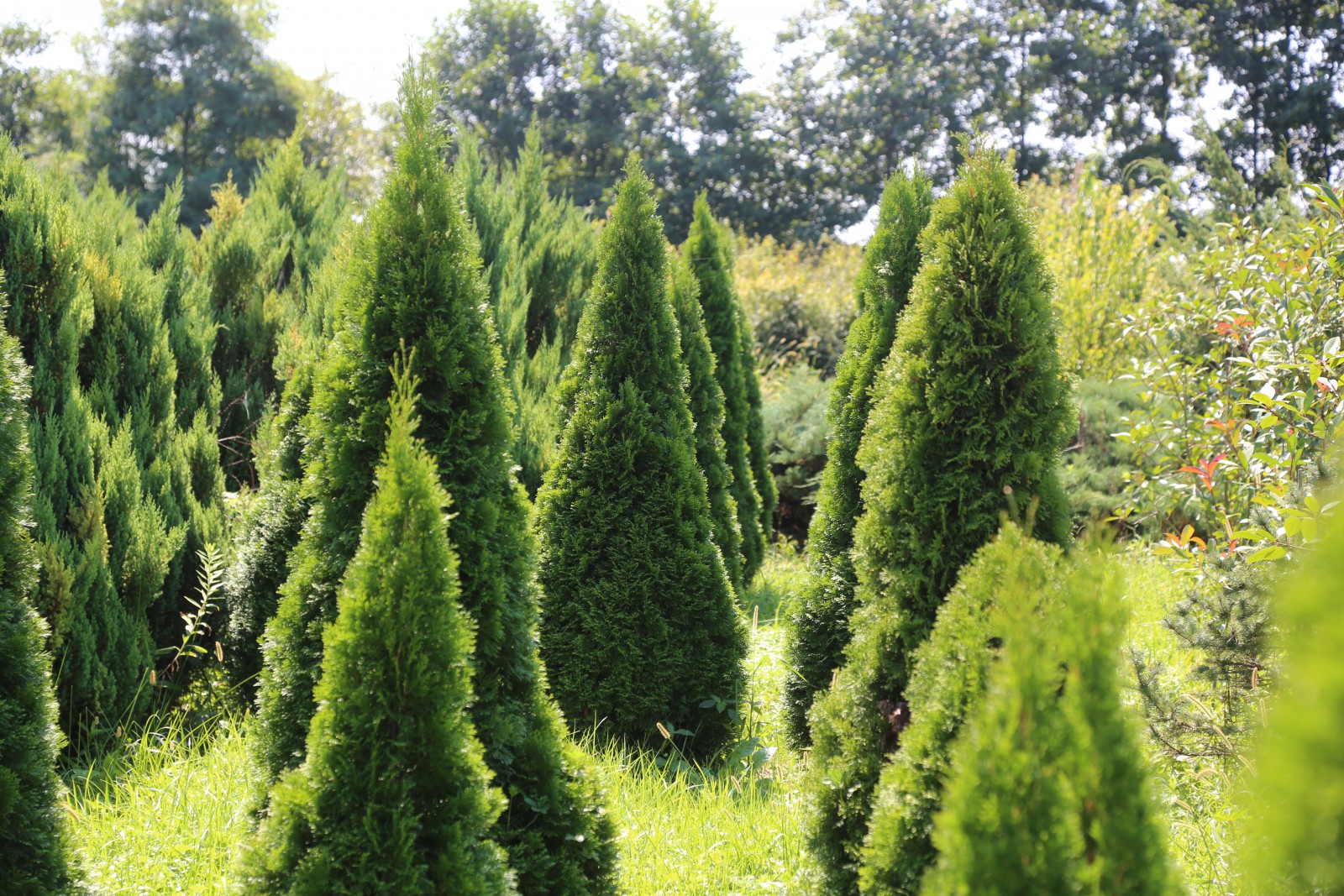 სუფსას სანერგე