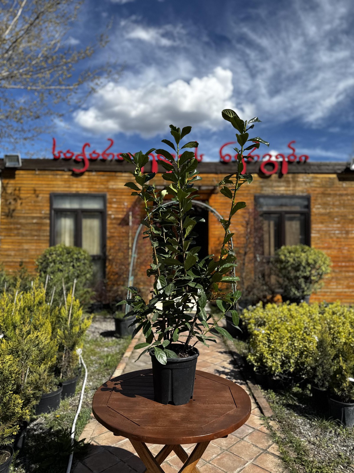 წყავი-lauroc novita