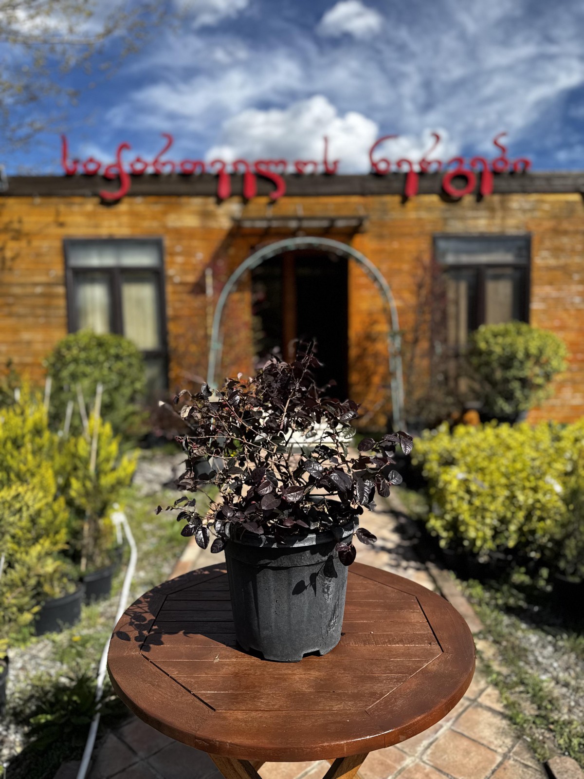 ლოროპეტალუმი - loropetalum chinense black pearl