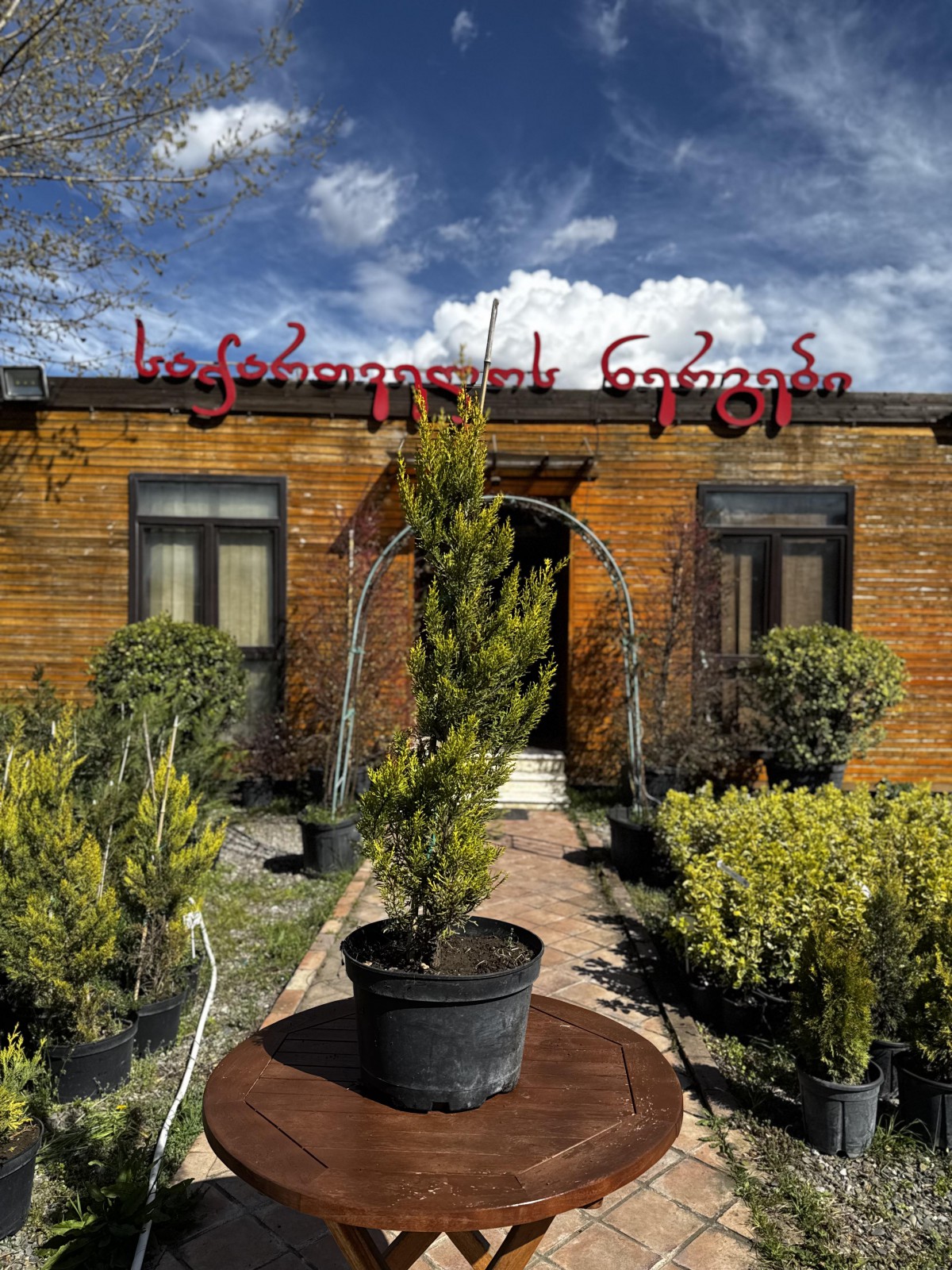 ლიმონის კვიპაროსი - goldcrest cypress