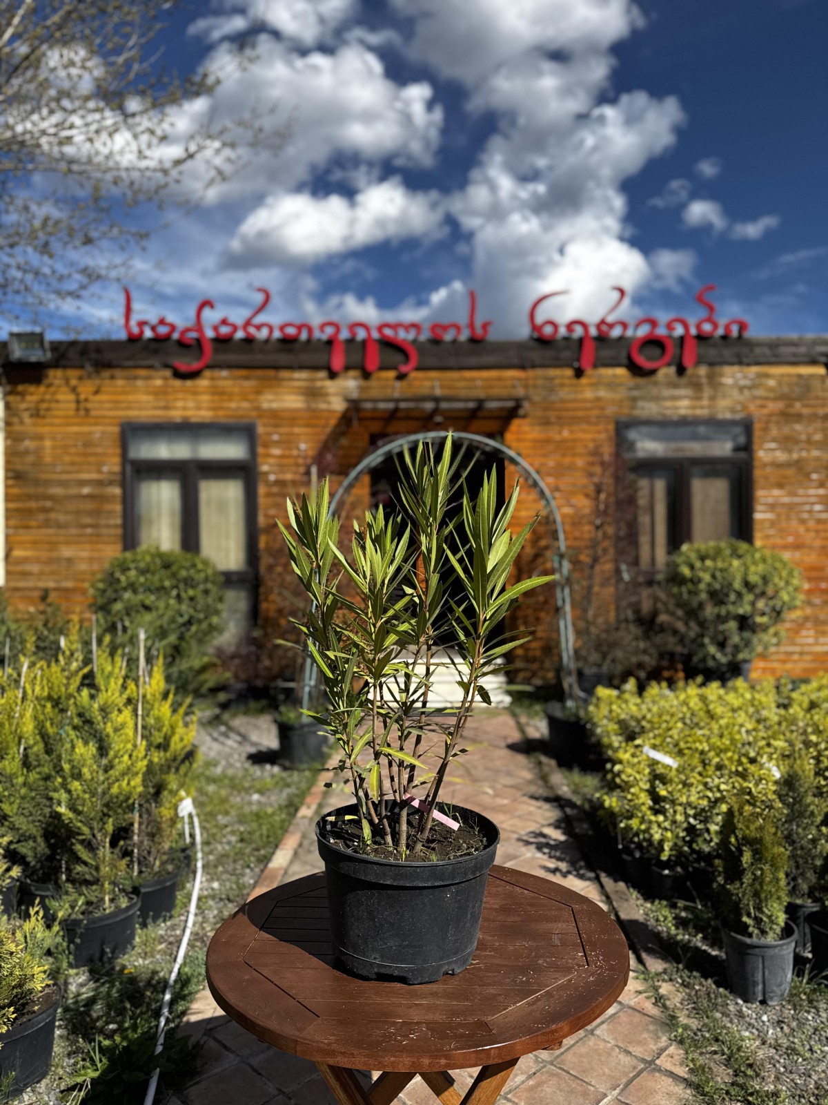 ოლეანდრა - nerium oleander