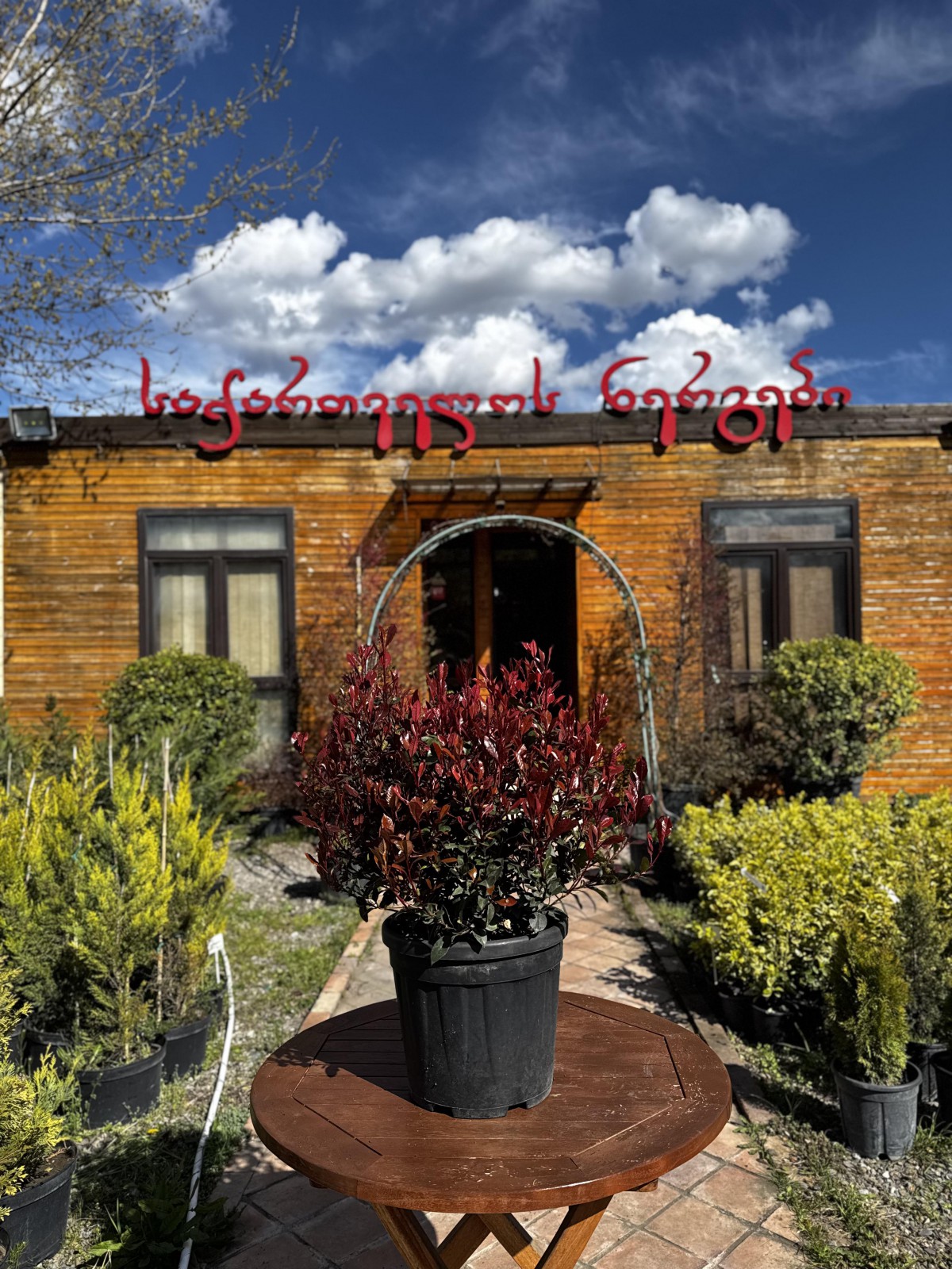 წვრილფოთოლა ფოტინია - little red robin