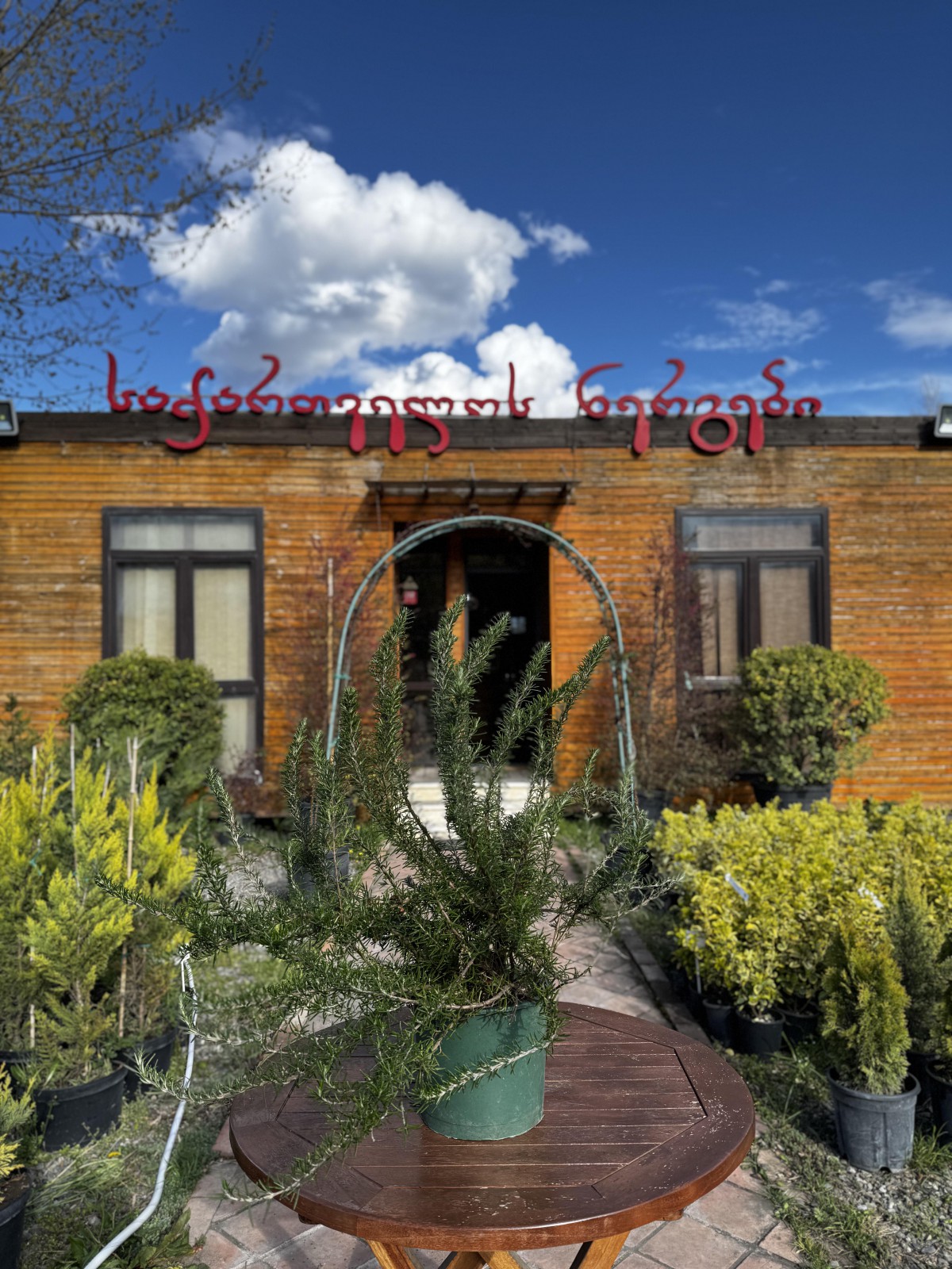 როზმარინი