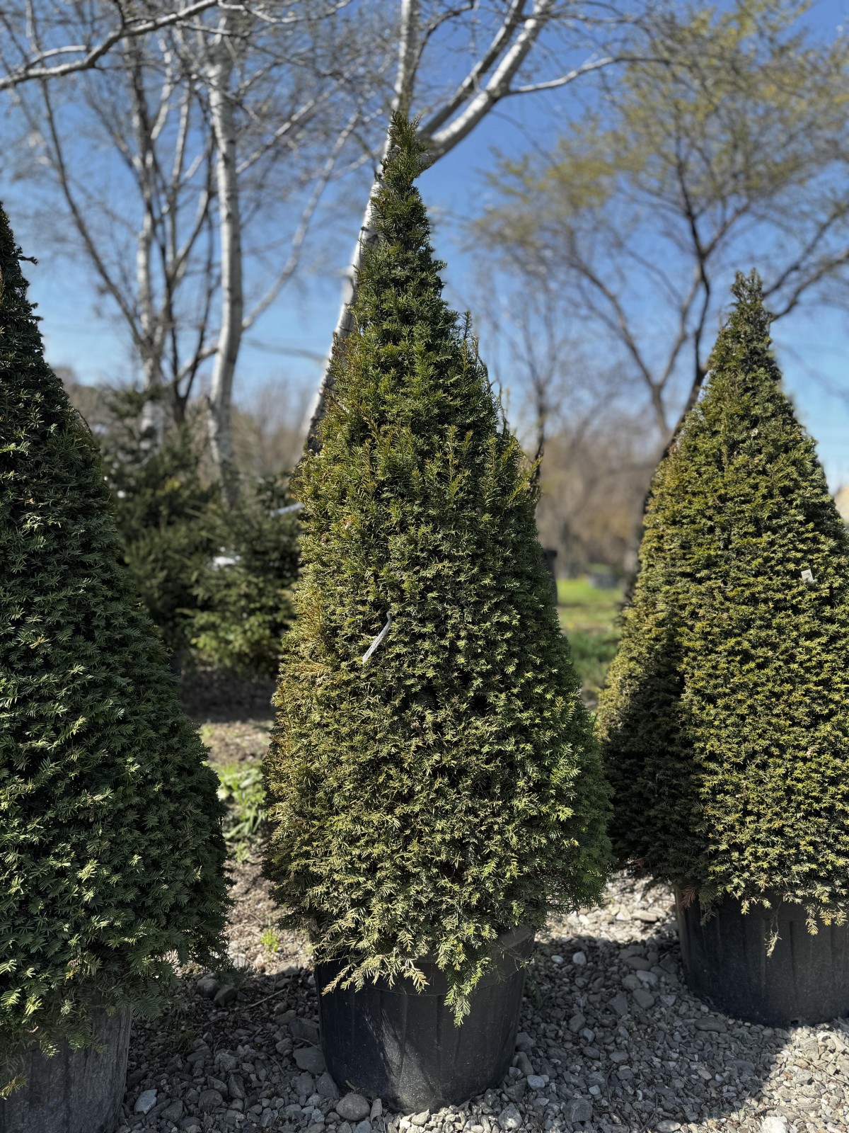 უთხოვარი - taxus baccata (კონუსის ფორმის)