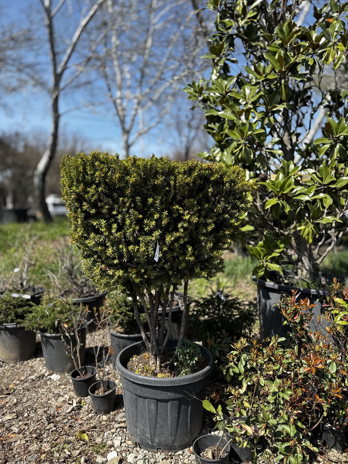 უთხოვარი - taxus baccata (ფორმირებული)