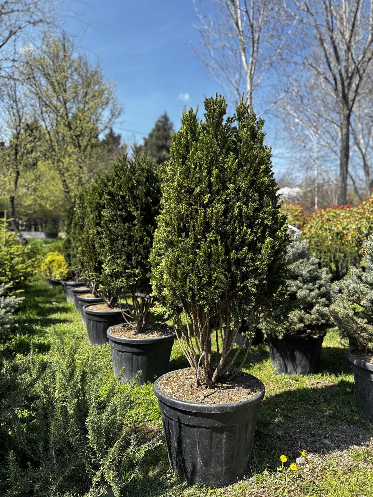 უთხოვარი - taxus media hilli