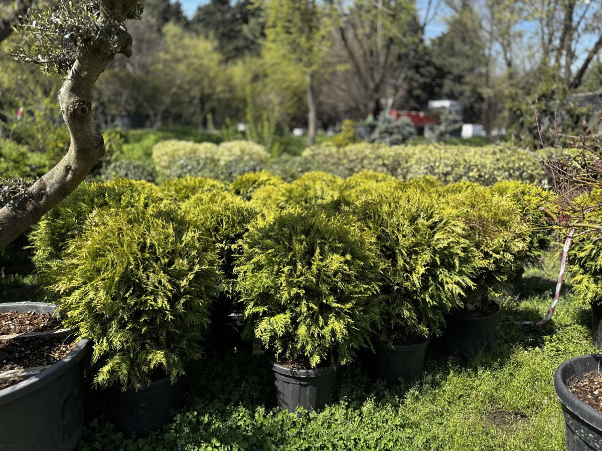 ტუია - golden globe