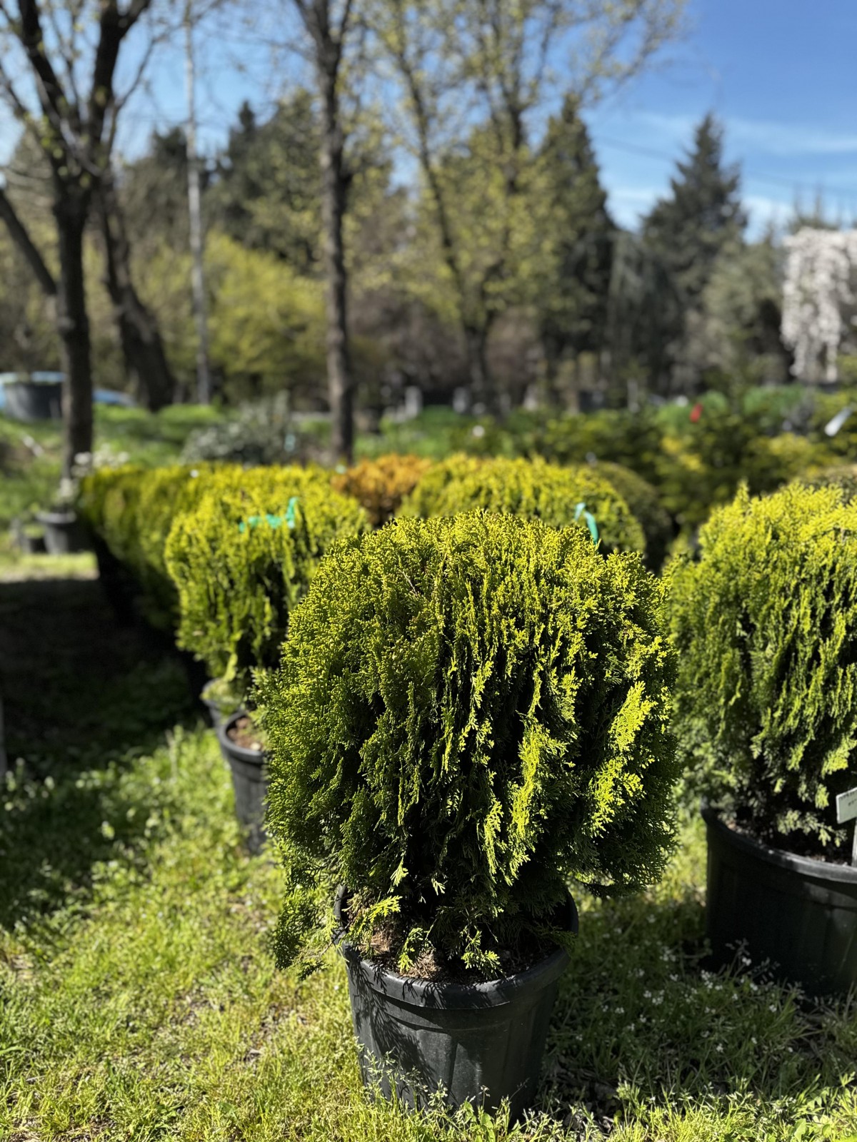 ტუია - aurea nana