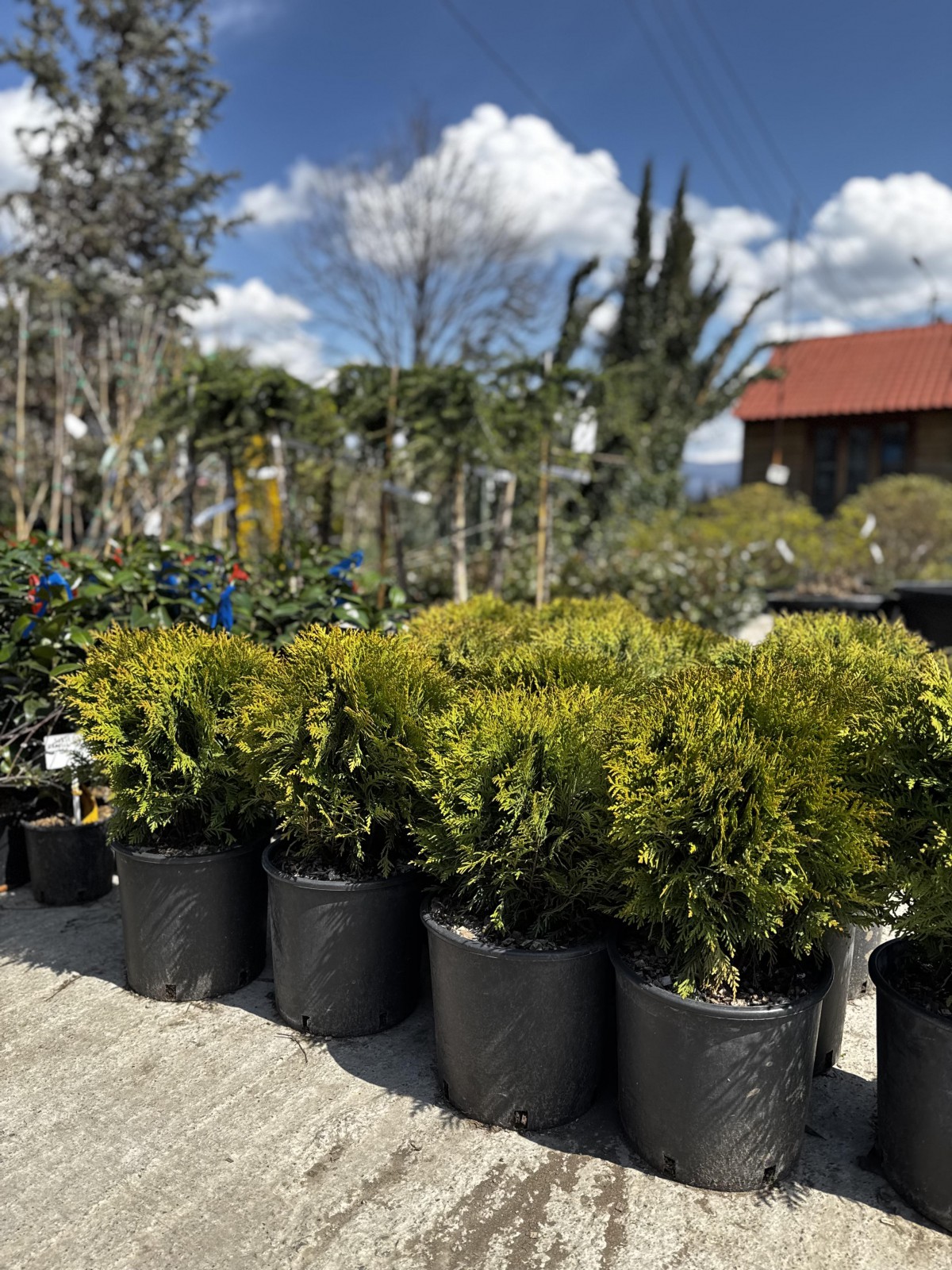 ტუია დანიკა - Thuja occidentalis 'Danica'