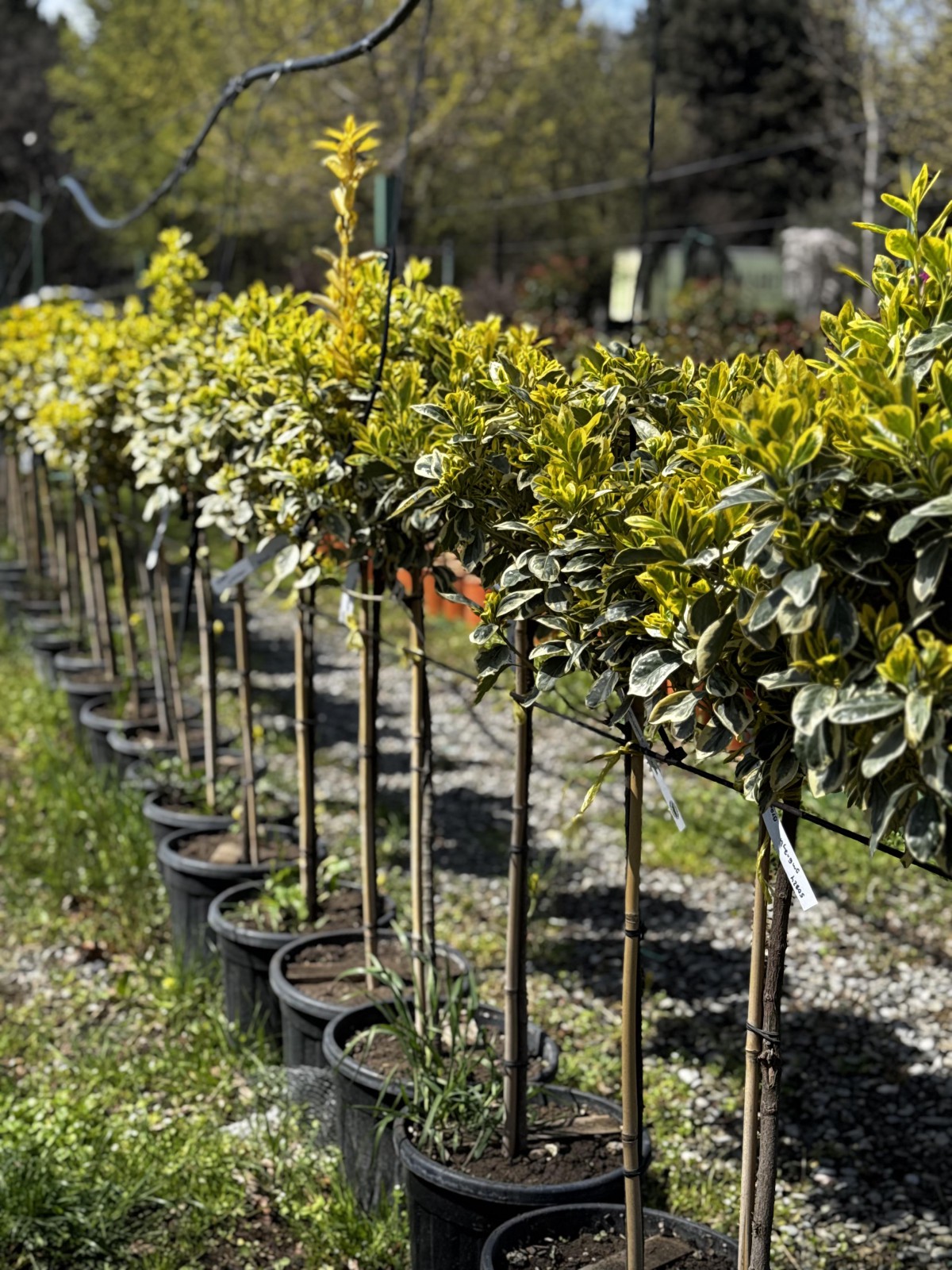 ეონიმუსი შტამპზე - eonymus japonicus (fusto)