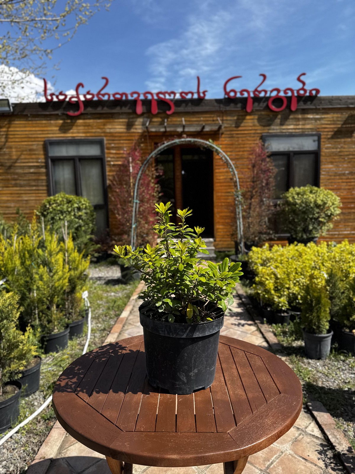 ფიტოსპორუმი-pittosporum tobira