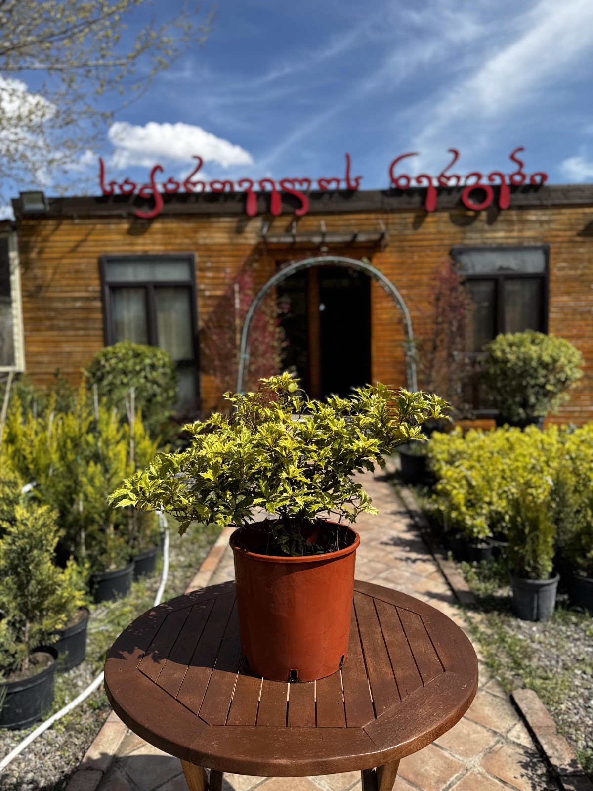 ოსმანთუსი-osmanthus heter tricolor(h.goshiki)