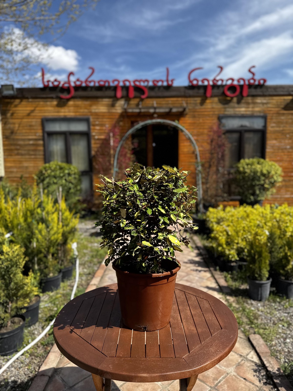 ფშატი-elaeagnus ebringei