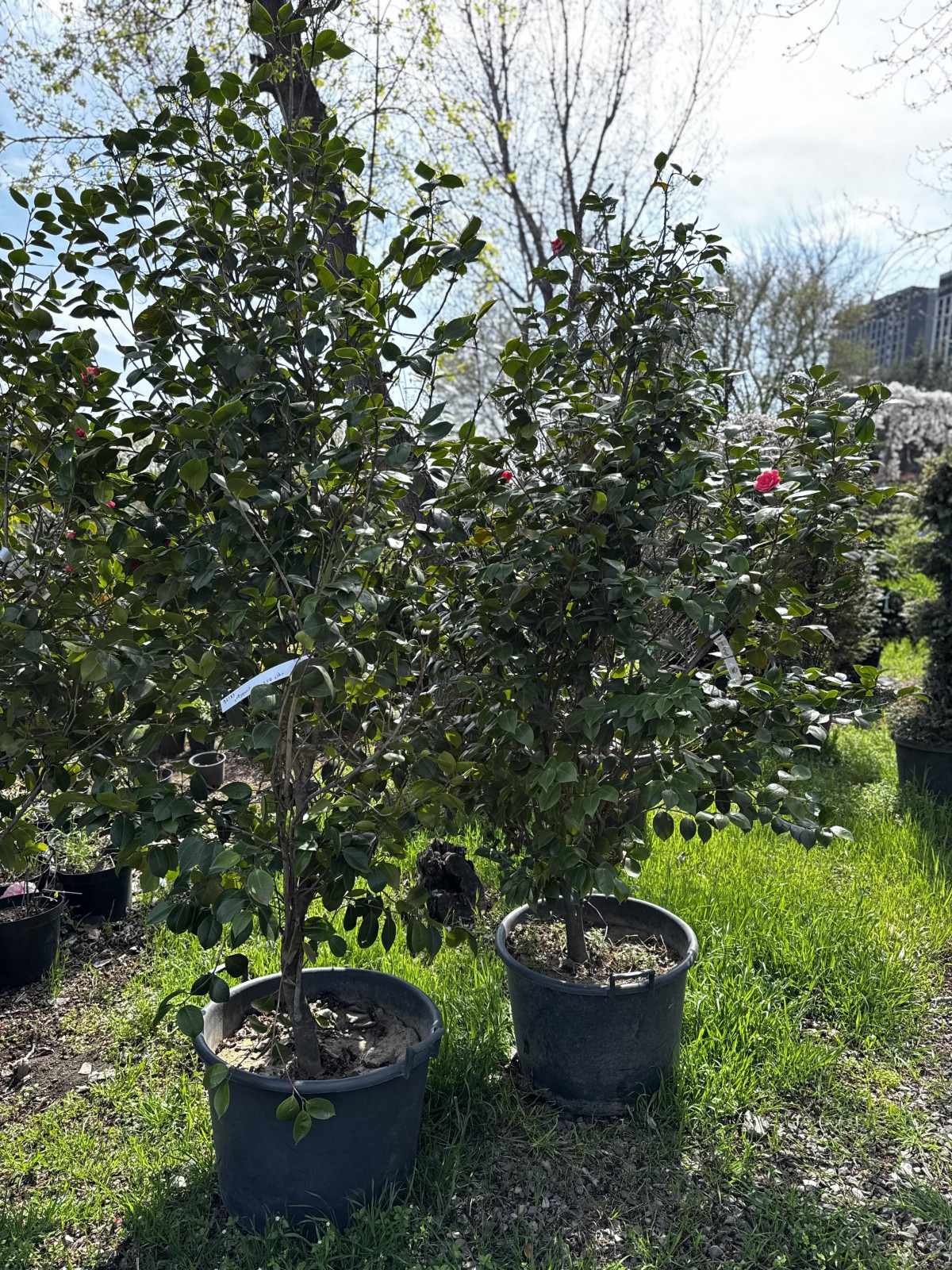 კამელია - Camellia japonica 'Tricolor'