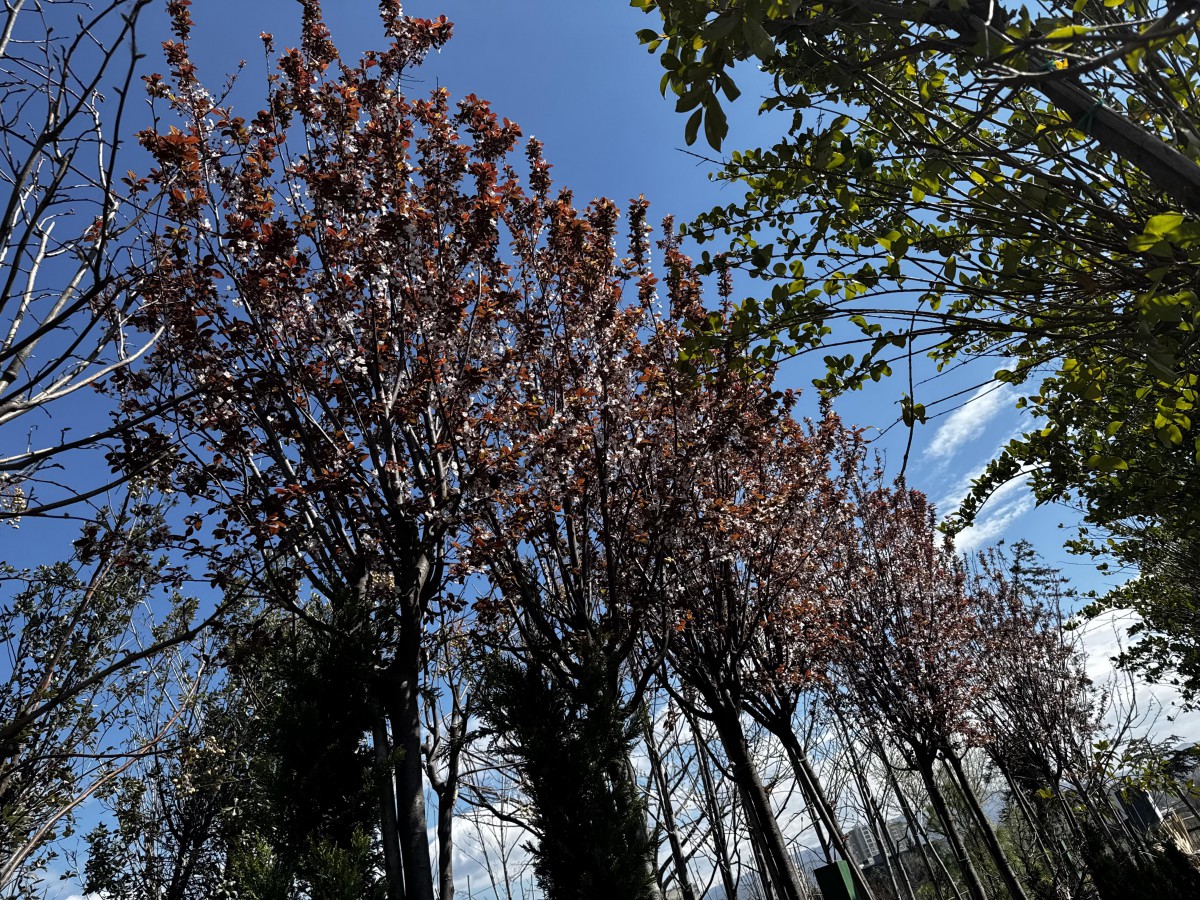 წითელი ტყემალი (დეკორატიული)