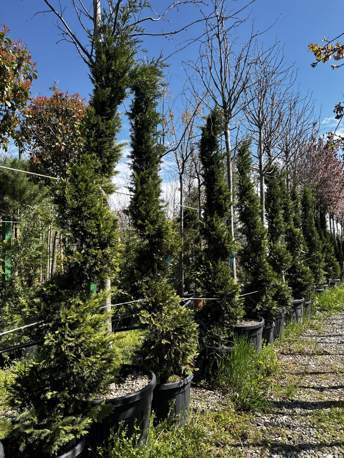 ლეილანდი გოლდრაიდერი-სპირალის ფორმის