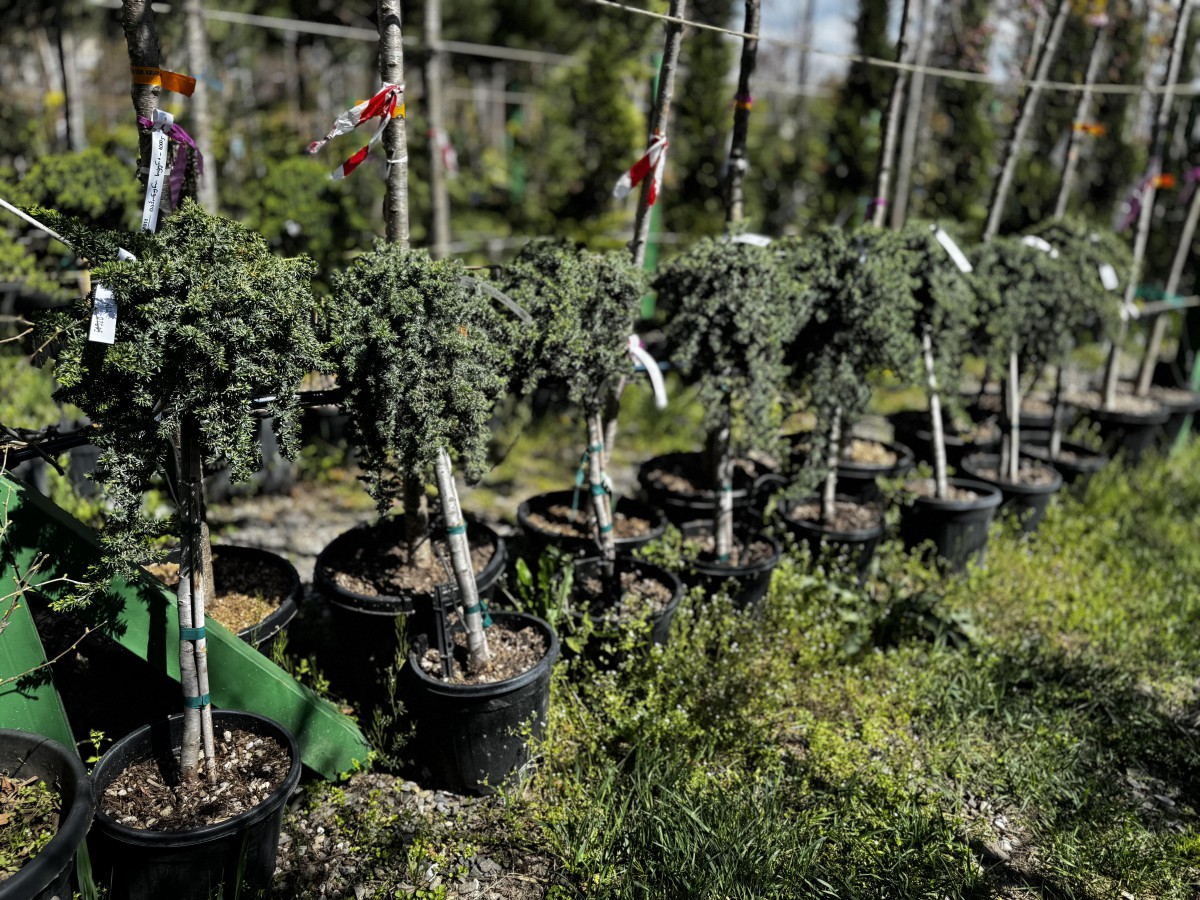 ღვია-60-70სმ