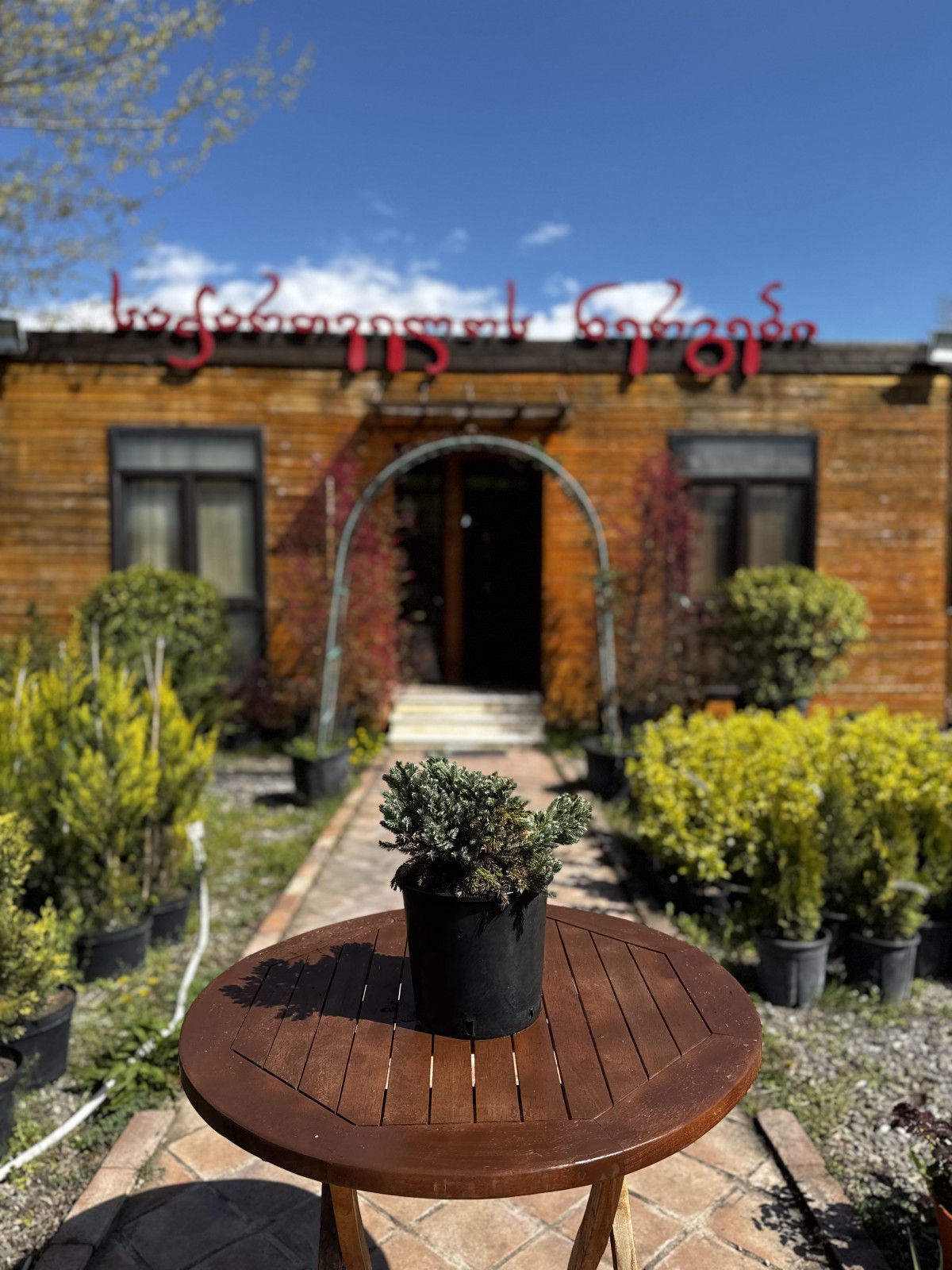 ღვია-Juniperus squamata 'Blue Star'