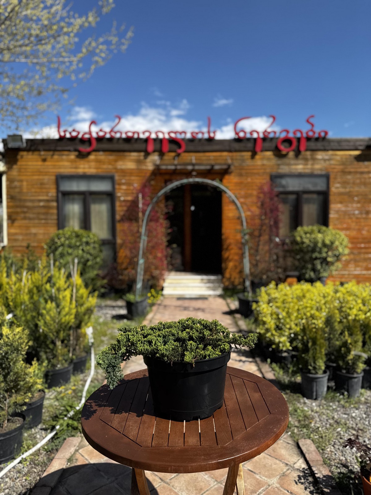 ღვია - Juniperus horizontalis 'Blue Chip'