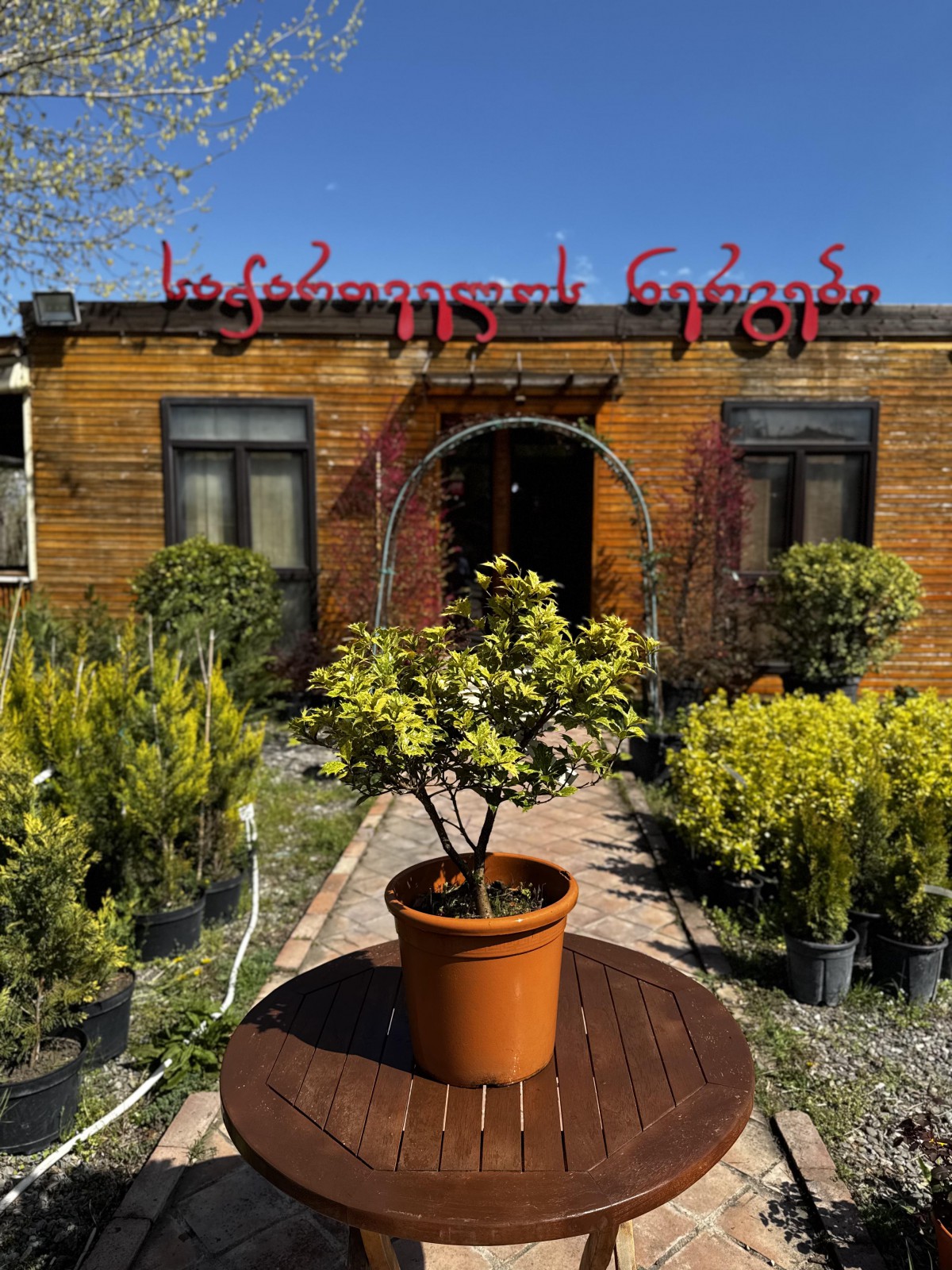 ჭრელფოთოლა ოსმანთუსი