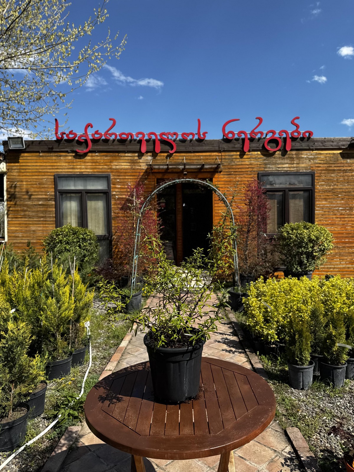 ჩიტავაშლა - pyracantha coccinea