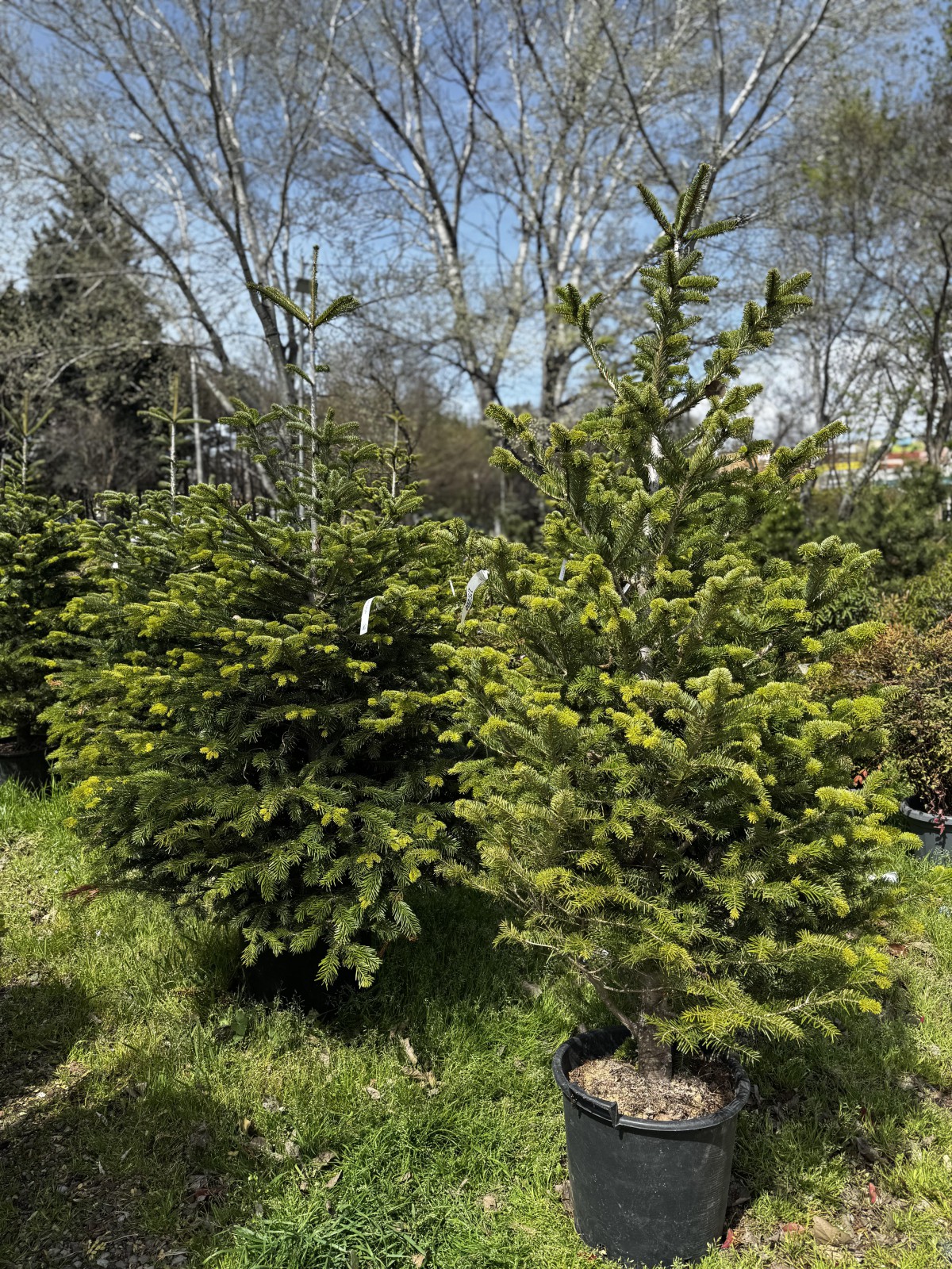 კავკასიური სოჭი - Abies nordmanniana